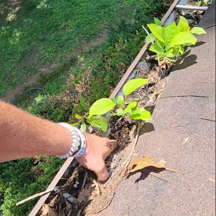 gutter cleaning